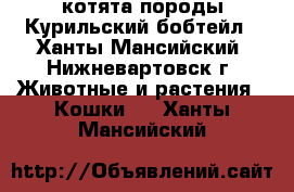 котята породы Курильский бобтейл - Ханты-Мансийский, Нижневартовск г. Животные и растения » Кошки   . Ханты-Мансийский